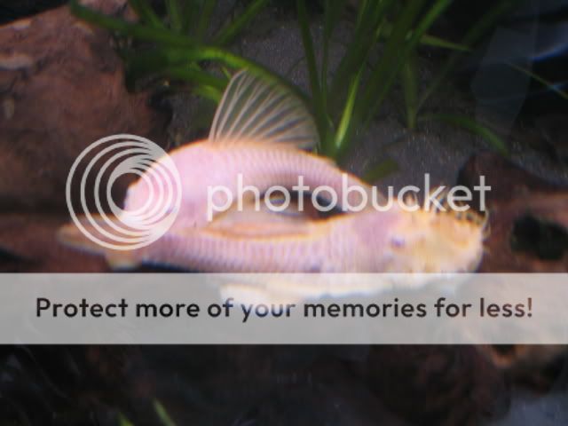 Plecs014.jpg