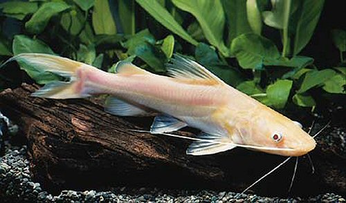 hemibagrus_nemurus_albino.jpg