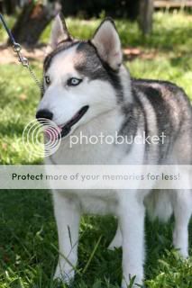 Siberian-Husky300x450.jpg