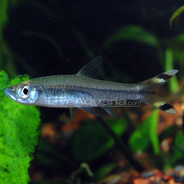 p-39956-Scissortail-Rasbora.jpg