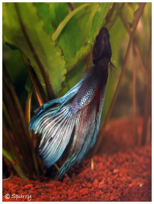 betta_tank3.jpg