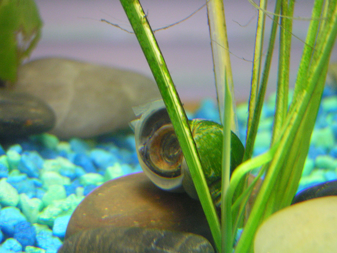 snail1.png