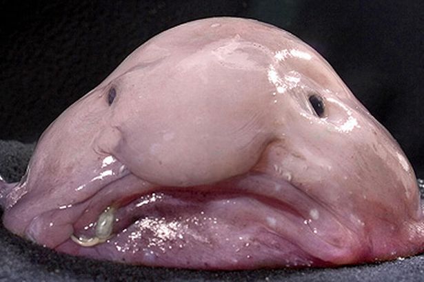 blobfish-pic-caters-771402167-197211.jpg