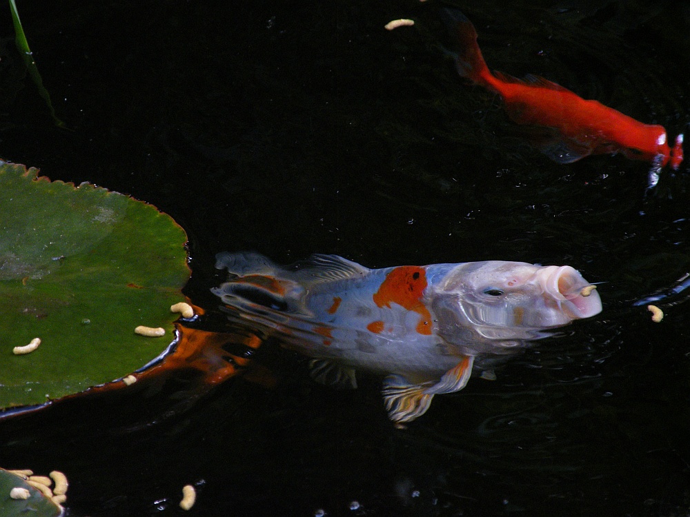 koi.jpg