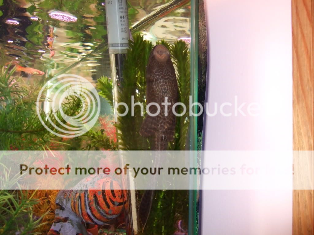 fishtankphotos099.jpg