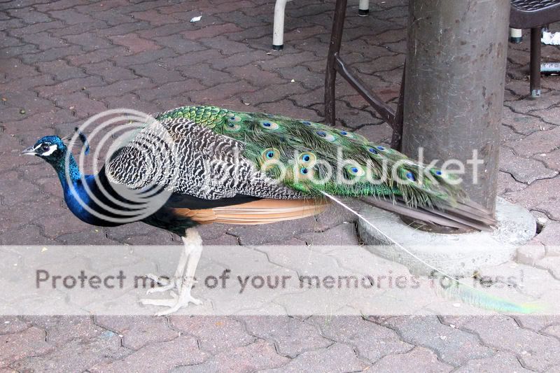 peacock2.jpg