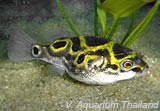 updateFigure8puffer59.jpg