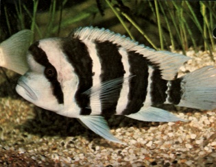 cyphotilapia_frontosa.jpg