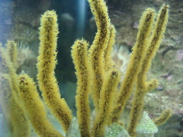 closeupgargonian.jpg