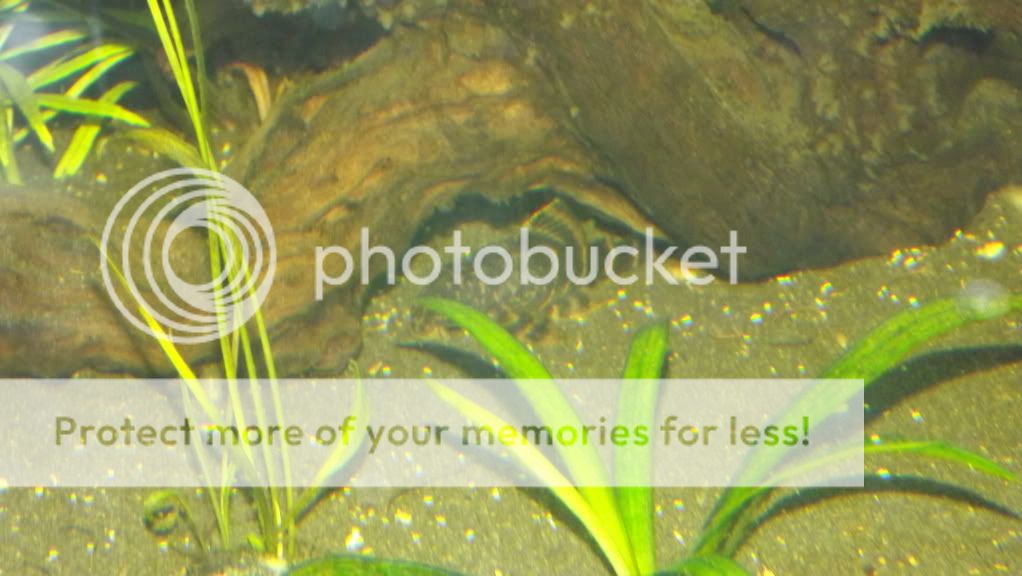 fishpix060.jpg