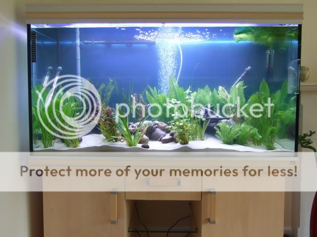 2006_0713fishtank0004.jpg