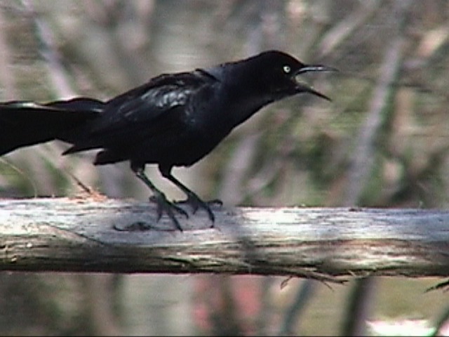 grackle%20GrTlMar03.jpg