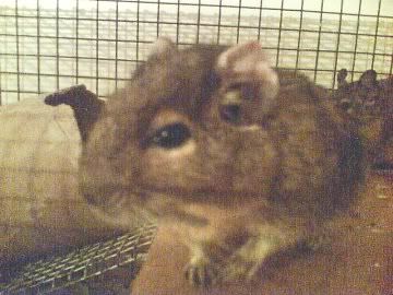 degu.jpg