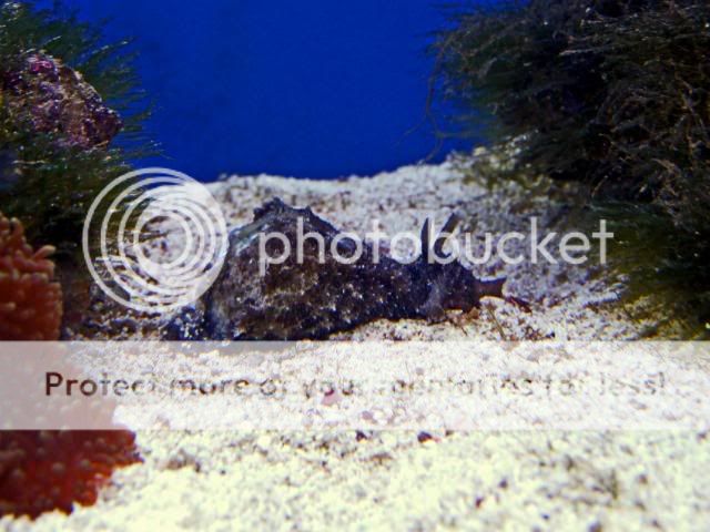 2009_0709Reef0994a.jpg