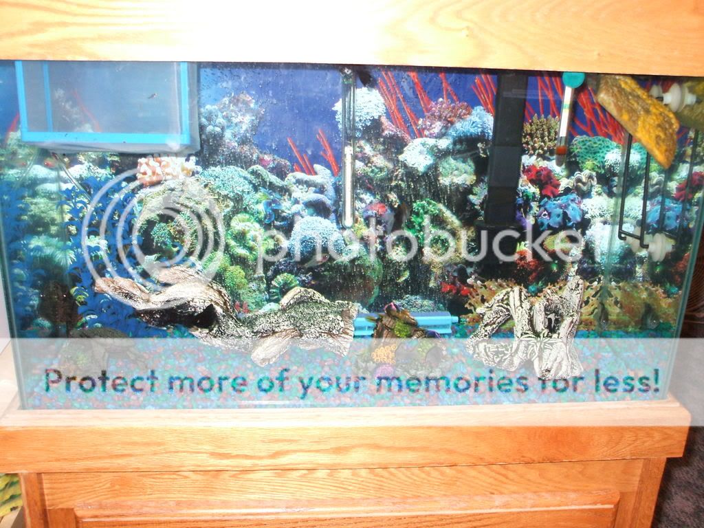 fishtanks-06.jpg