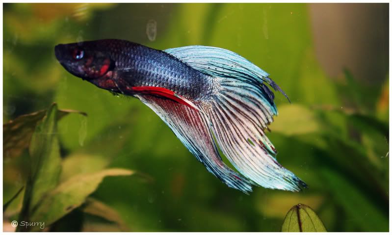 betta_tank1.jpg