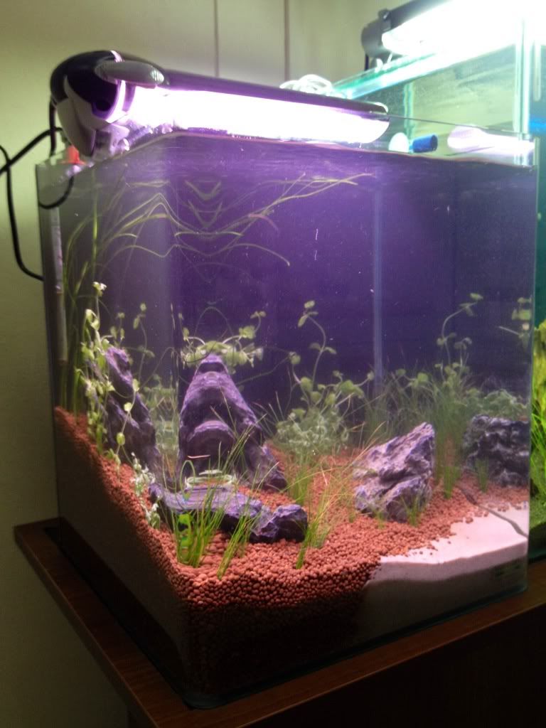 plantedtank3712.jpg