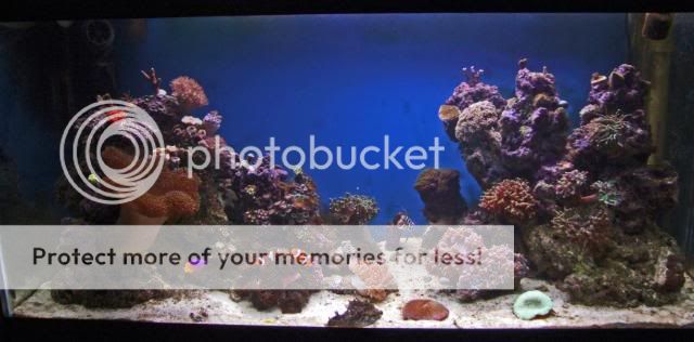 2009_0829Reef0060.jpg