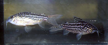 corydoras_nanus_imagelarge.jpg