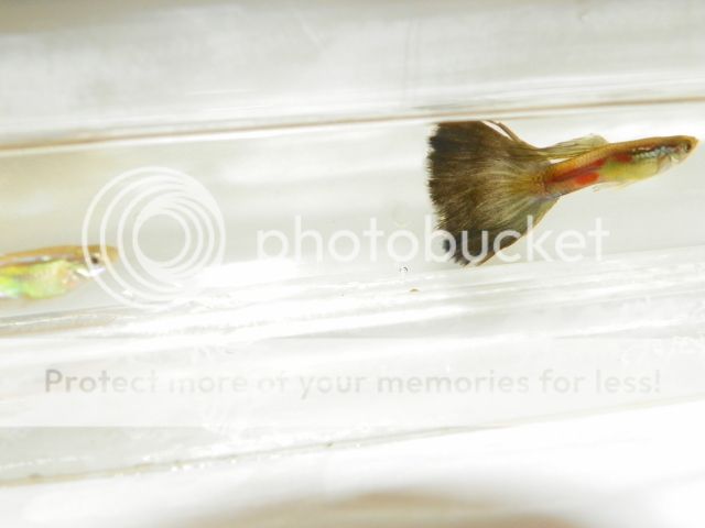 Guppies055.jpg