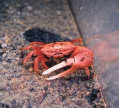 fiddler_crab.JPG