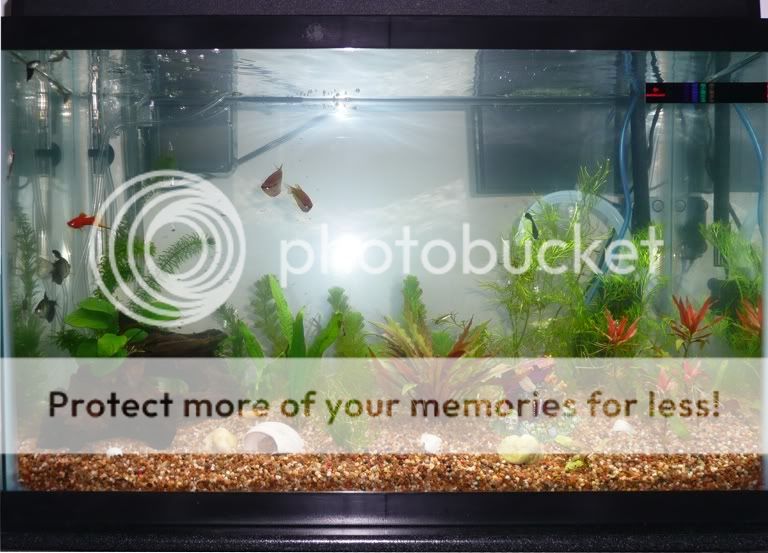 10_10_2010_Clean_aquarium.jpg