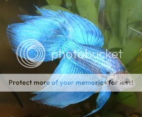 BlueBetta.jpg