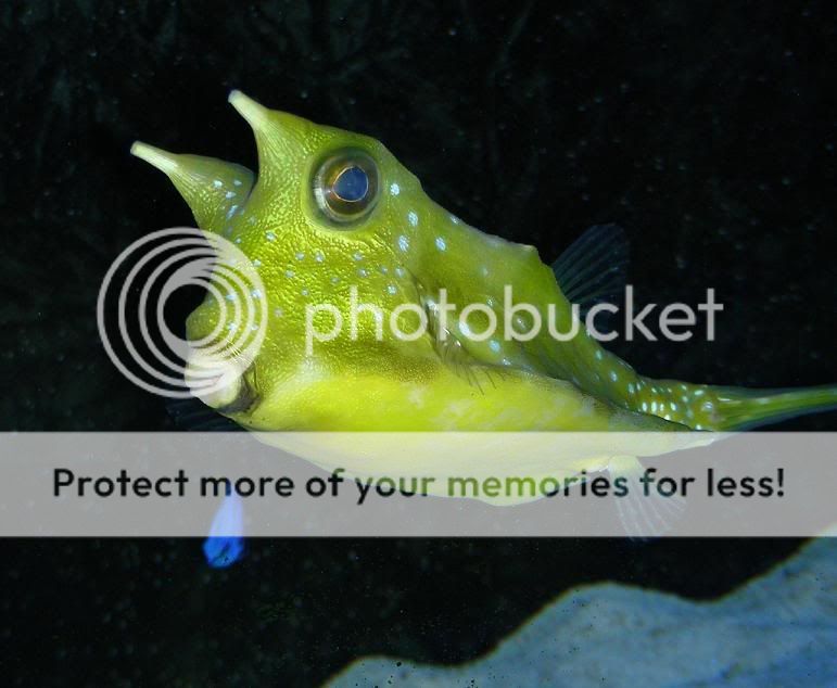 cowfish5.jpg