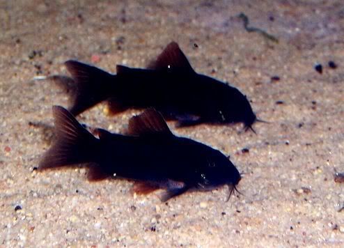 Black_cory_1.jpg