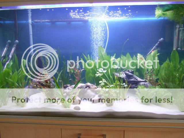 2006_0713fishtank0008.jpg