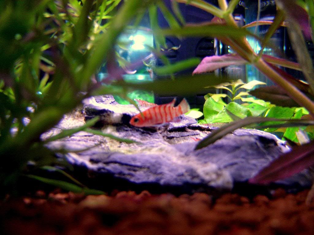 Badis002.jpg