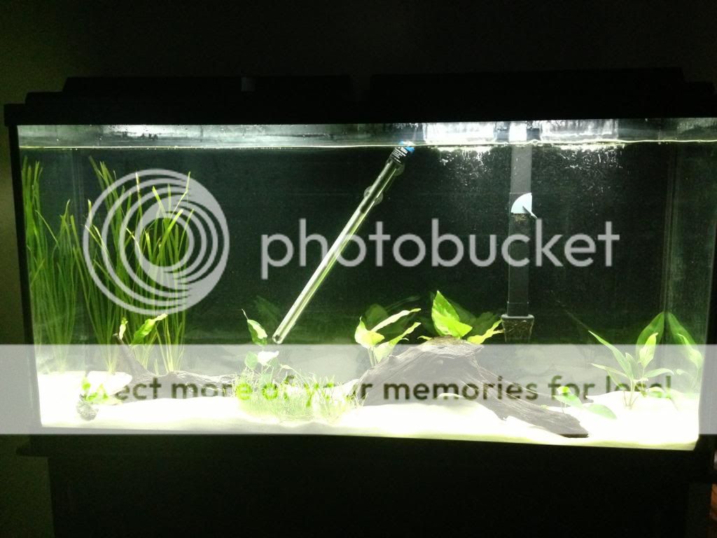 fishtankmoreplants2.jpg