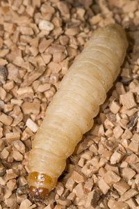 waxworm.jpg