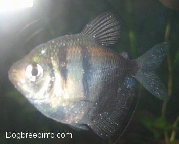 FishIchWhiteSpotsBlackTetra1.jpg