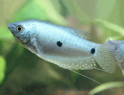 Blue(ThreeSpot)GouramiWFA_C2265.jpg