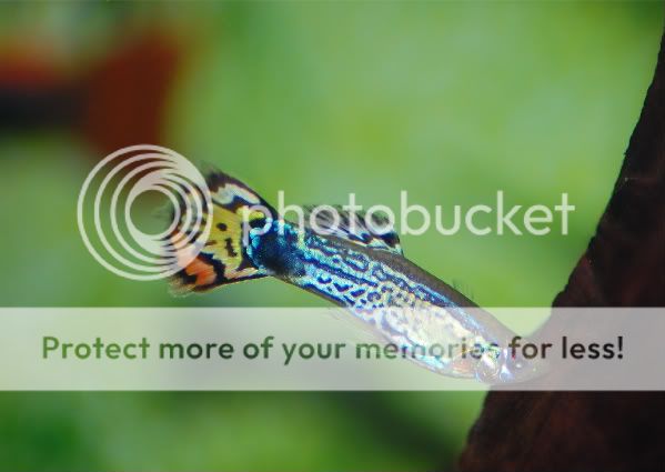 leopard-tail-guppy.jpg