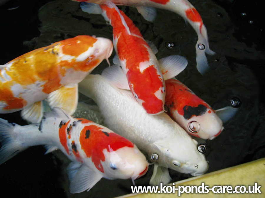 Koi-PondTypes1.jpg