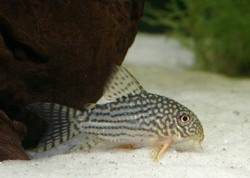 Corydoras_sterbai.jpg