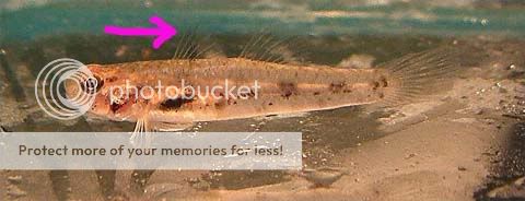 goby-blackstripe.jpg