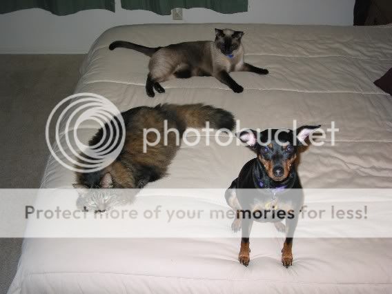 Three_cuties_bed.jpg