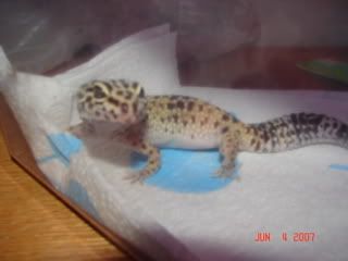 gecko2002.jpg