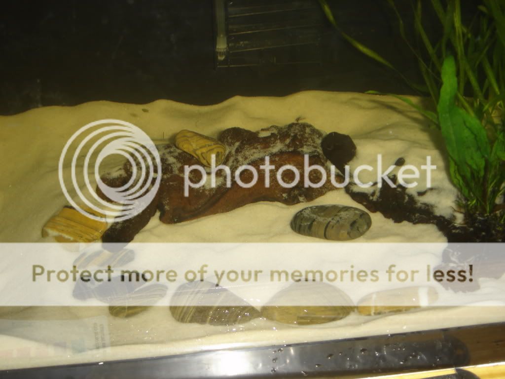 progessof20gallon033.jpg