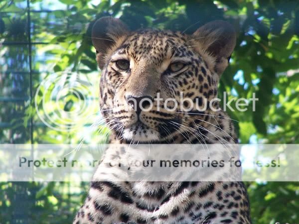 leopard.jpg