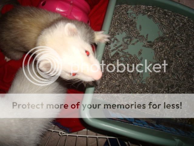 ferrets013-1.jpg