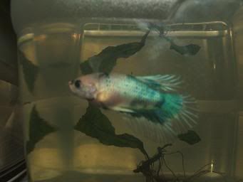 bettas610.jpg