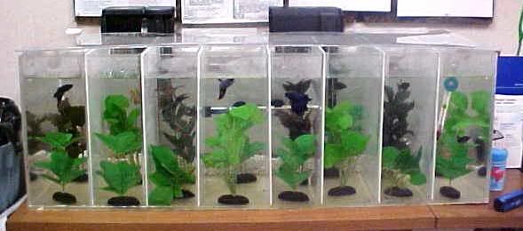 FishTank011.jpg