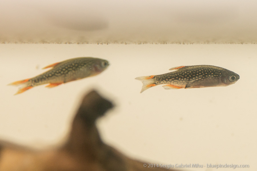 galaxy_rasbora_sick__DSC3588.jpg