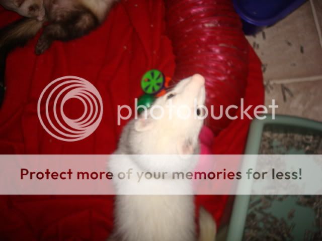 ferrets011-1.jpg