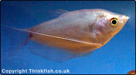 1711_moonlight_gourami.jpg