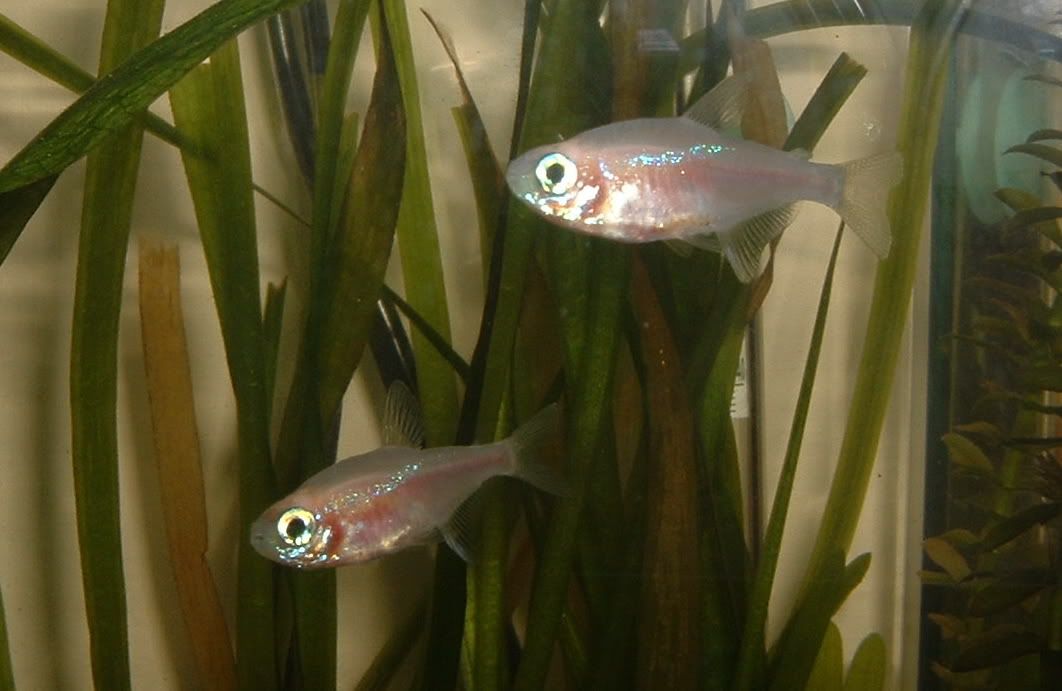 goldneontetra.jpg